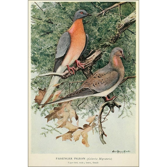 24"x36" Gallery Poster, Mershon's The Passenger Pigeon 1907
