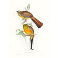 thumbnail image 3 of Gould, John 13x18 Black Modern Framed Museum Art Print Titled - Tropical Trogons VI, 3 of 5