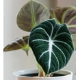 thumbnail image 4 of Black Velvet Alocasia Live Plant 4-7" Tall for Planting, Alocasia Reginula, Reginula Elephant Ear, Live Outdoor / Indoor Tropical Houseplant, Home / Office Decor, Easy Care, 4 of 5