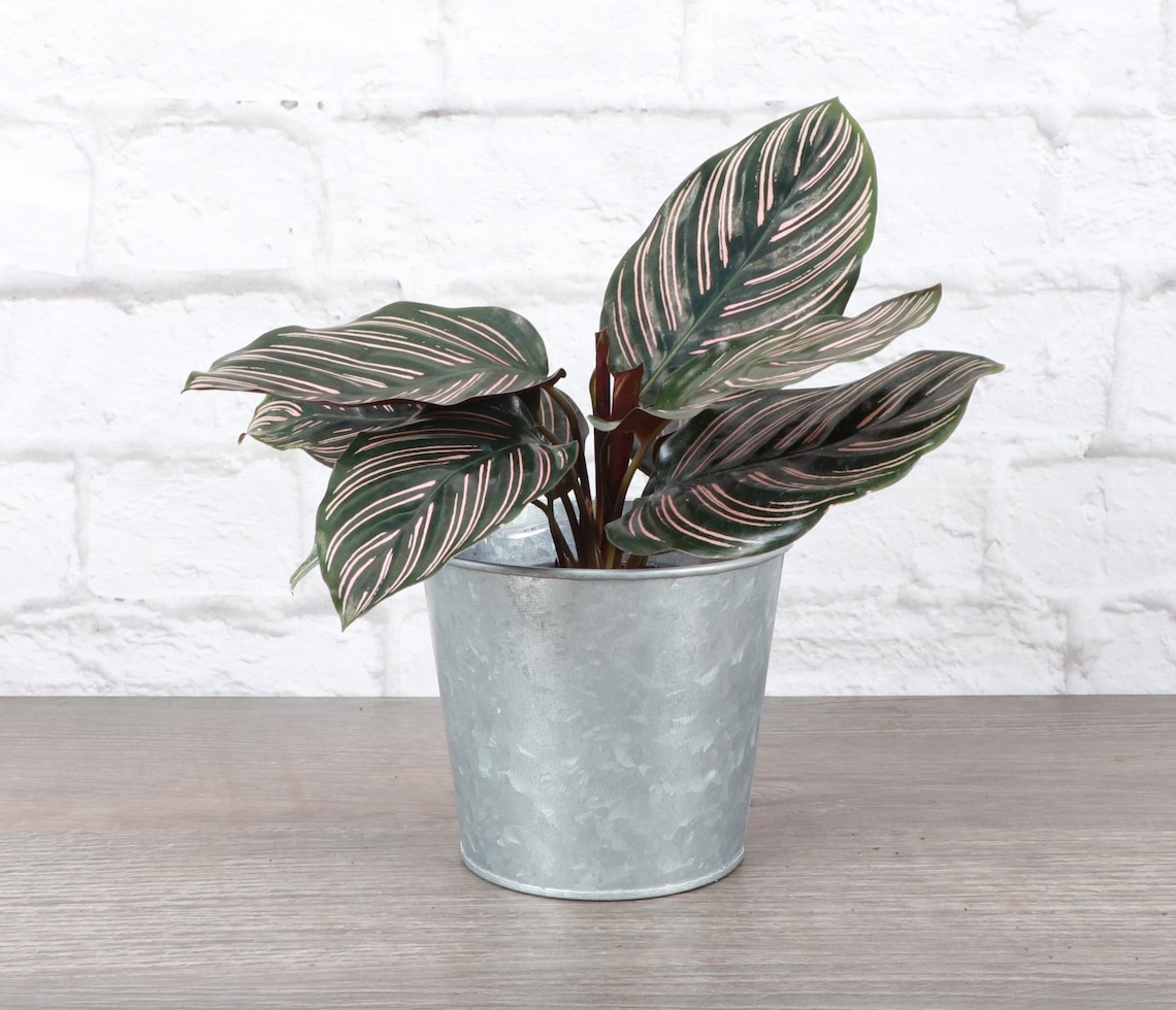 Live Pinstripe Calathea Plant Pet Safe 4" Decorative Metal Pot