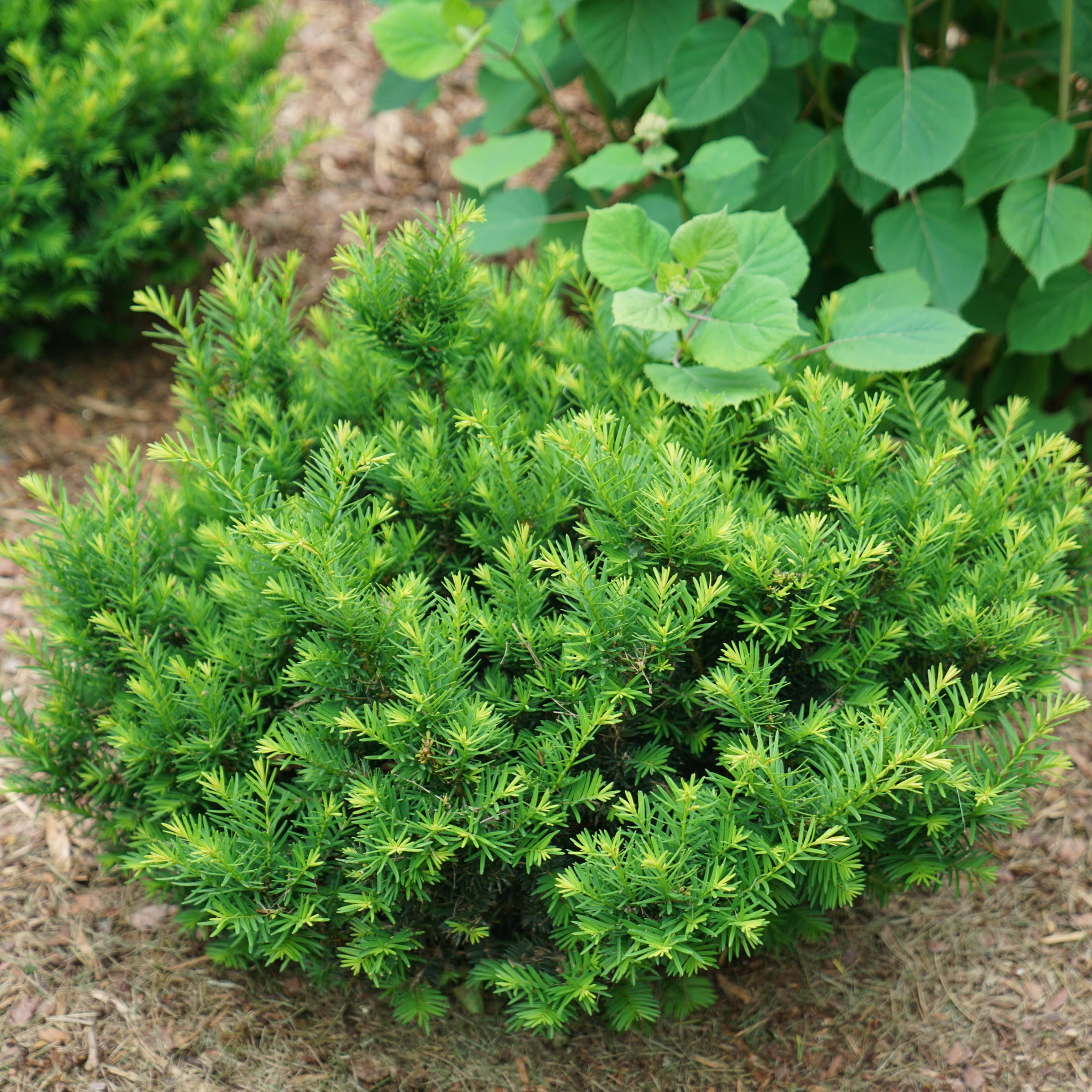Proven Winners ColorChoice 5" Stonehenge Dark Druid Yew Live Plant in 4.5" Pot (4 Count)