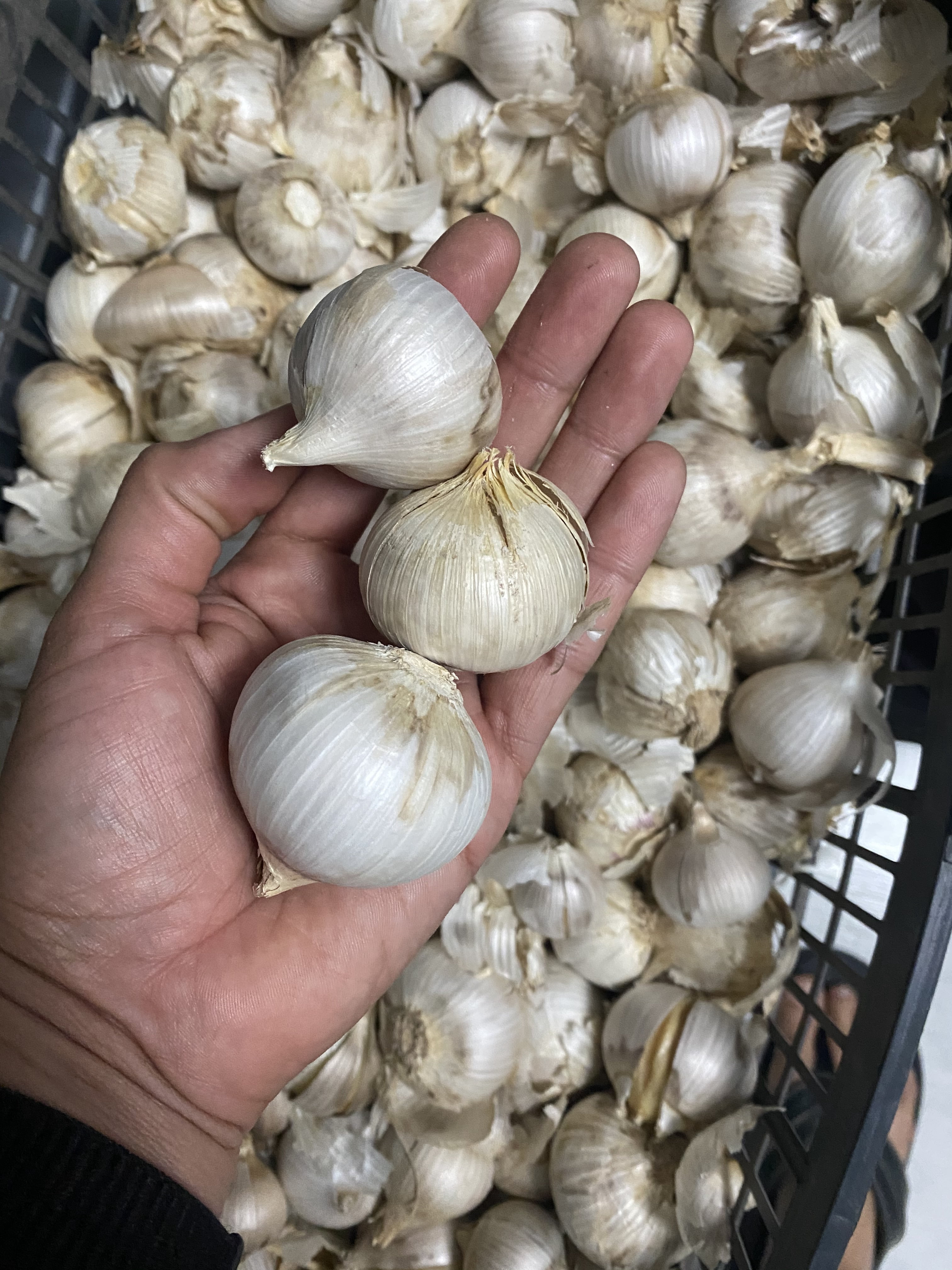 Elephant Garlic Rounds (Ajo Macho) Sorted Bulbs! Great for Fall Planting! (5 LB)