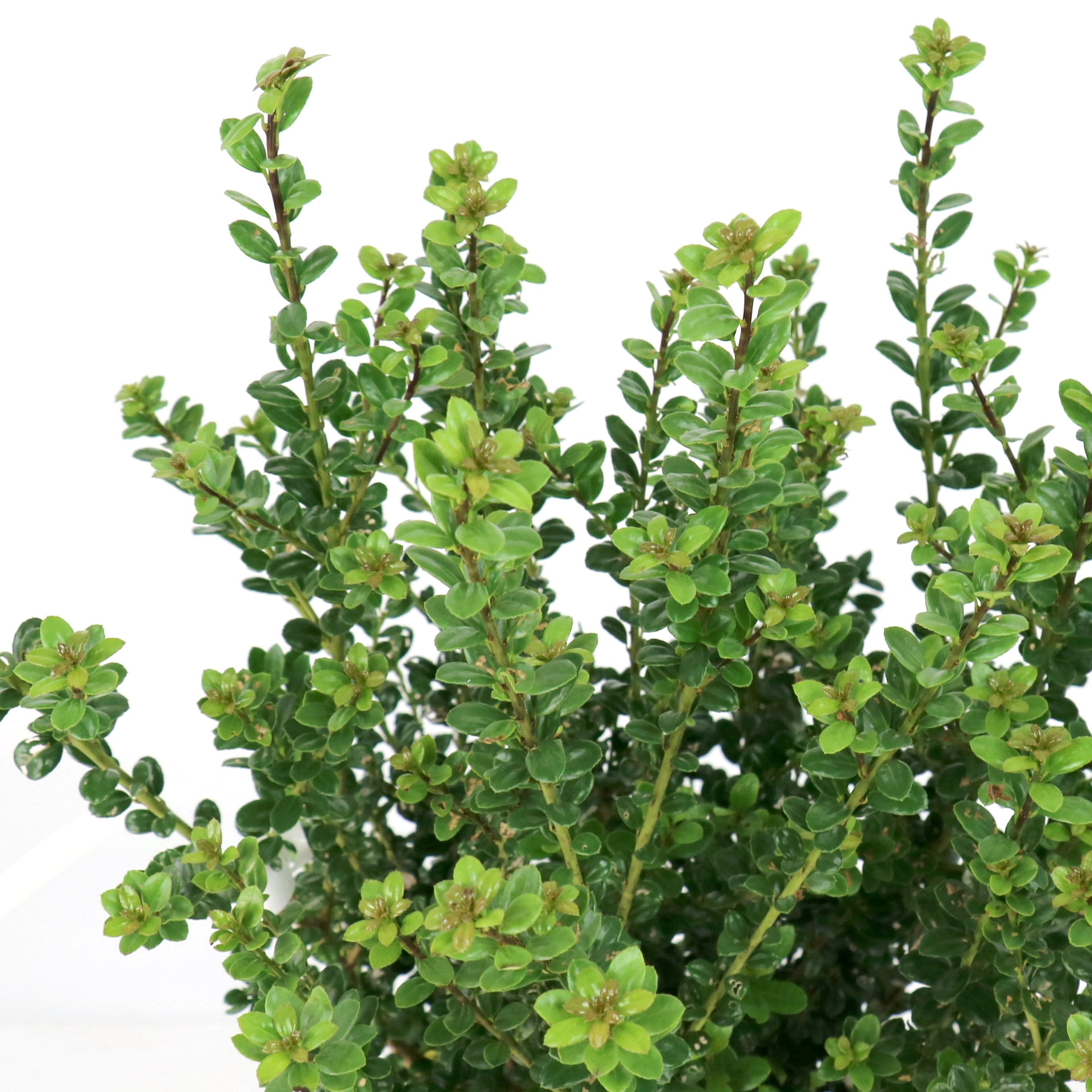 National Plant Network 3 gal. Ilex Steeds (Pyramid)