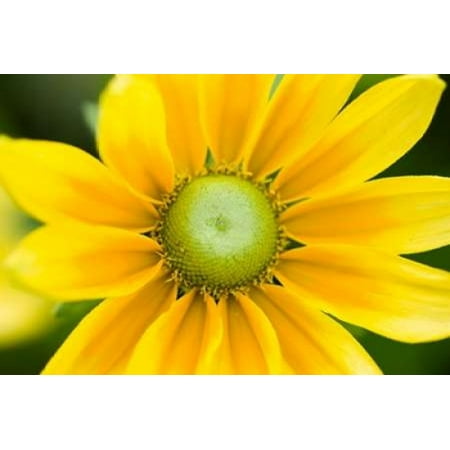 - Yellow Cone Flower II Poster Print by Beth Wold (24 x 36)