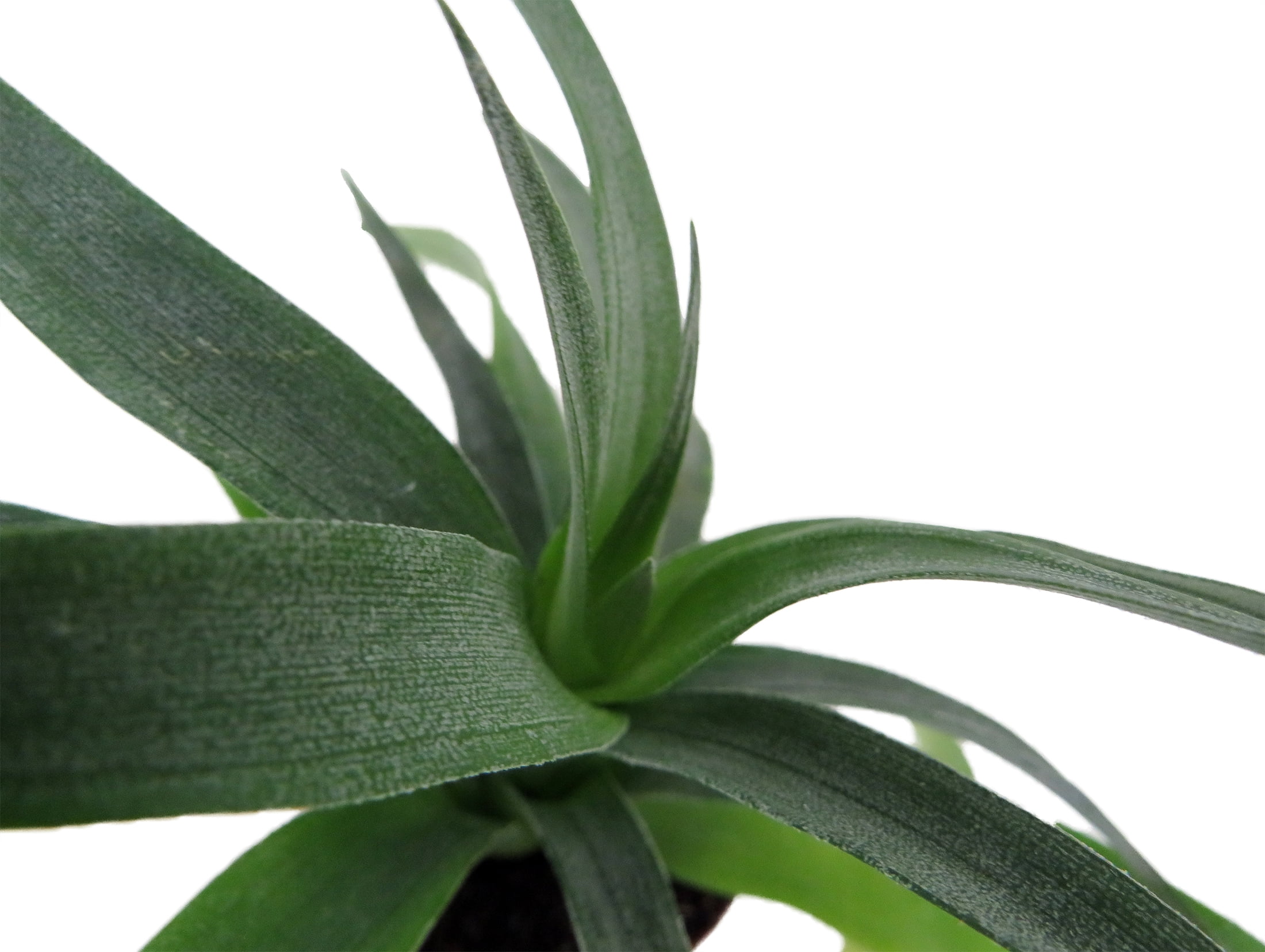 Mini Pineapple Plant - Ananas comosus - Great Indoors/Out - 2.5" Pot