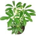 thumbnail image 3 of Schefflera Arboricola Variegated (6" Grower Pot) - Easy to Care and Air-purifying Tropic Houseplant - Live Healthy Variegated Houseplant for Home Office, 3 of 4