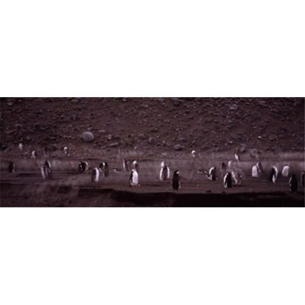 Panoramic Images PPI119164L Les Pingouins d'Apple Se Dirigent vers l'Île de Tromperie de la Tête de Baily de Colonie Sud des Îles Shetland Antarctique Imprimé - 36 x 12