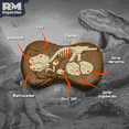 thumbnail image 3 of Juguete Dinosaurio Velociraptor Rm Regalomex Control Remoto 2.4 Ghz Luz y Sonido Movimiento Lateral Grande, 3 of 5