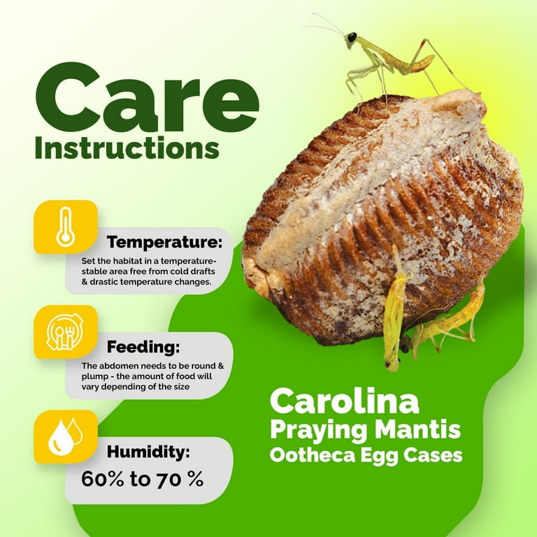 Mantis Egg Cases Organic Egg Carolina Praying Hatching Habitat