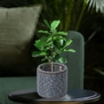 thumbnail image 1 of Xihbxyly Maceta de Ratán Sintético, Elegante Maceta Triangular de Plástico, Resistente y Tejida, Caja de Almacenamiento Ligera y Fácil de Limpiar, Decoración para El Hogar y La Oficina, Ideal para Us, 1 of 7