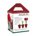 thumbnail image 5 of Premium Red Lion Amaryllis Kit - Gift Ready Indoor Blooms, 5 of 7