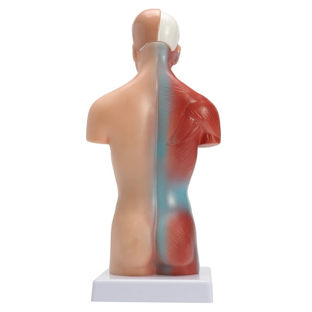 15 parties 11 modèle d'anatomie du corps du torse humain viscères