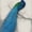 Peacock Blue I, variant on Elephant Stock Peacock Blue I Wall Art - Vertical Canvas Wall Art - Lobby Wall Decor - Animal Canvas - Blue And Green Decor By Tim O'toole - 8" x 12"