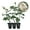3 Plants, variant on Iceberg Rose Bush - 1 Live Starter Plant - Versatile and Beautiful Floribunda Rose Adds Color and Fragrance to Any Garden