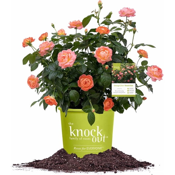 Orange Glow Knock Out Rose Bush in 1 Gal. Grower's Pot | Big Bright Reblooming Flowers