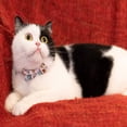 thumbnail image 4 of HLONK Collier pour Chat avec Clochette Nœud Papillon Boucle de Sécurité Chaton Chiot 7-11 Po Mobile Réglable, 4 of 5