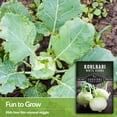 thumbnail image 2 of 2 Packs White Vienna Kohlrabi Seed - Non-GMO Heirloom Full Sun Biennial Vegetable, 2 of 6