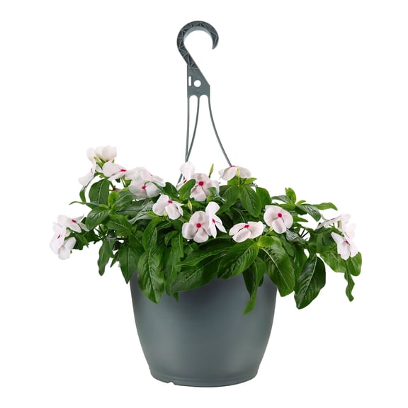 Expert Gardener 15" White Red Vinca Live Plants in 7" Hanging Basket Full Sun