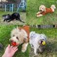 thumbnail image 2 of Paquete de 2 pelotas de juguete para perros, perros y cachorros, comedero para perros y mascotas, pelota de limpieza de dientes para masticar, juego de ejercicio, pelota de entrenamiento IQ, 2 of 5
