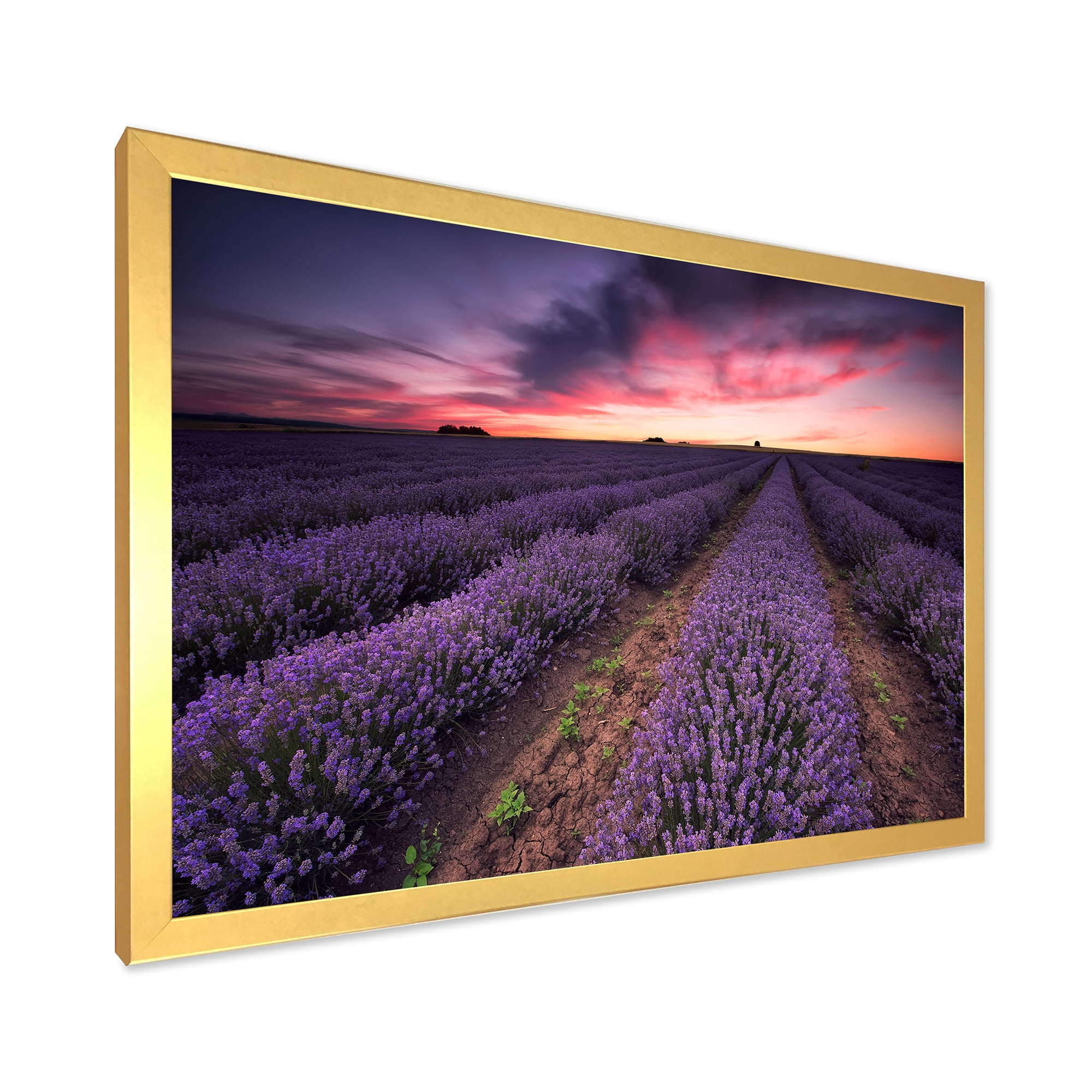 Designart 'Dramatic Clouds and Sunrise Over Lavender Field IX' Farmhouse Framed Art Print
