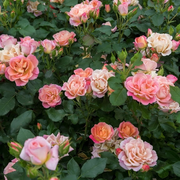 2 gal Live Shrub Peach Sunblaze Rose Condition with Full Sunlight
