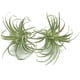 thumbnail image 1 of Tillandsias, bromelias y plantas aéreas artificiales sin macetas para decoración de interiores Suculentas artificiales en paquete de 2, 1 of 6