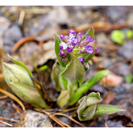 Laminated Poster Spring Nature Bright Flowers Spring Flowers Snow