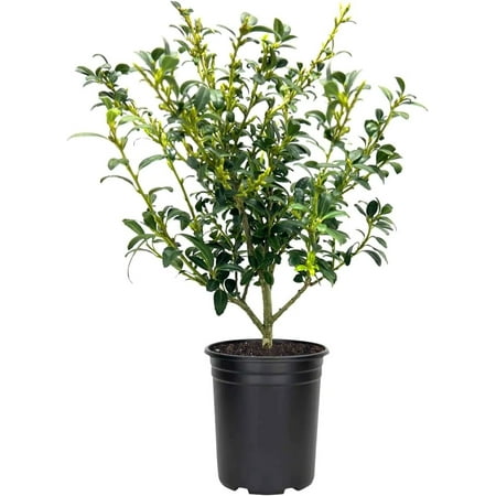 Soft Touch Compact Japanese Holly I 5 Live Quart Size Plants Dense, Evergreen Shrub Ideal for Low Borders and Decorative Landscaping