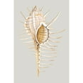 thumbnail image 3 of Marmont Hill "Spiny Murex" Painting Print on Wrapped Canvas, 3 of 5