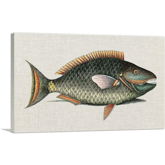 ARTCANVAS Vintage Illustration Of Parrot Fish Canvas Art Print by Mark Catesby - Size: 26" x 18" (1.50" Deep)