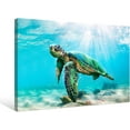 thumbnail image 2 of Green Sea Turtle Wall Decor Tropical Canvas Prints Hawaii Turtle Picture Gift Florida Sea Life Teal Watercolor Ocean Animal Painting Small Framed Pictures for Bathroom Living Room Office 16x12 Inch, 2 of 6