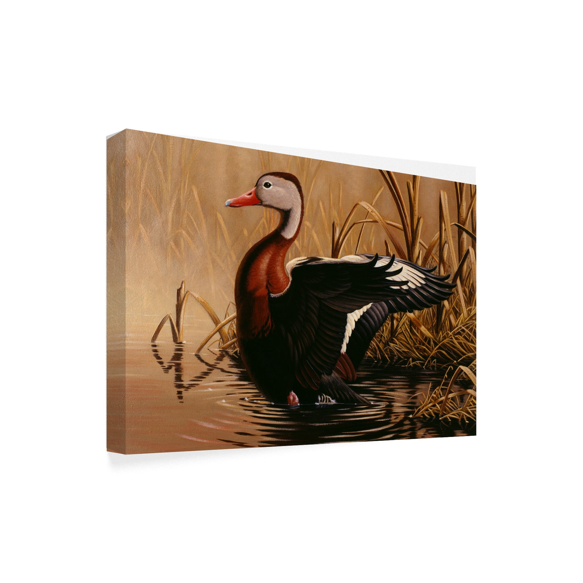 Trademark Fine Art '1988 Black Bellied Duck' Canvas Art by Wilhelm Goebel