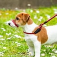thumbnail image 3 of Retractable Dog Leash Automatic Durable 360 Degree Free Rotation Comfort Explosion Proof Pet 360 Tangle Free Retractable Dog Leash Strong Nylon Tape, 3 of 7