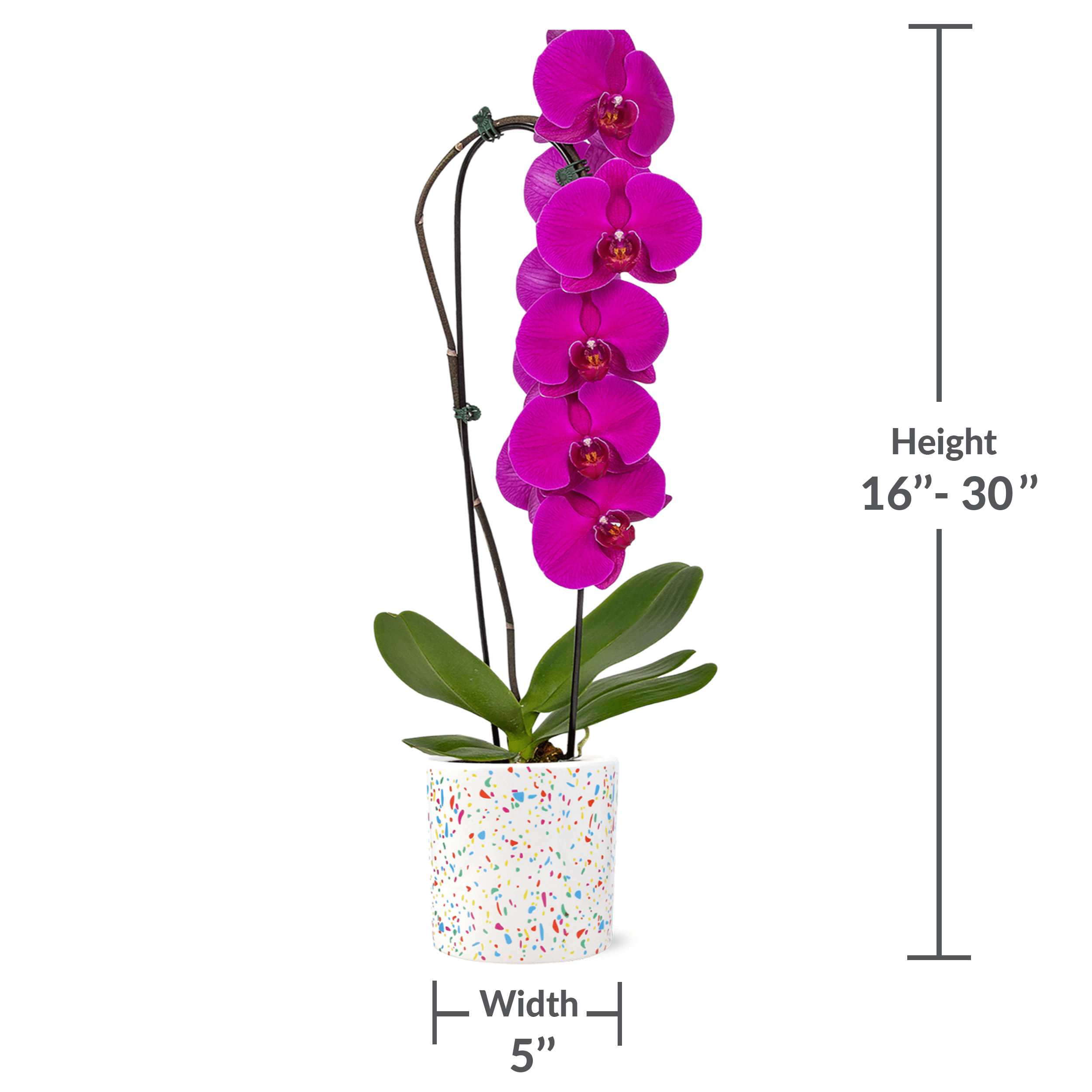 5" Live Magenta Waterfall Orchid in Terrazzo Decorative Pot – Easy-Care Indoor Orchid