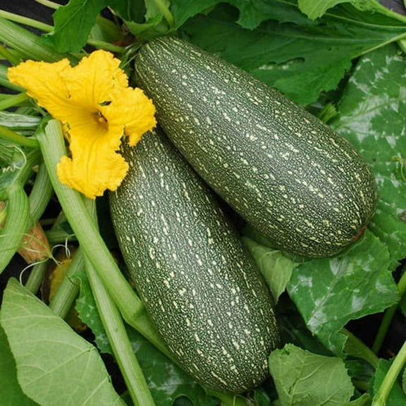 Zucchini, Grey Zucchini Squash, 500 Seeds per Pack, Non GMO,has Been a Favorite of Vegetable Gardeners Since The 1950’s.