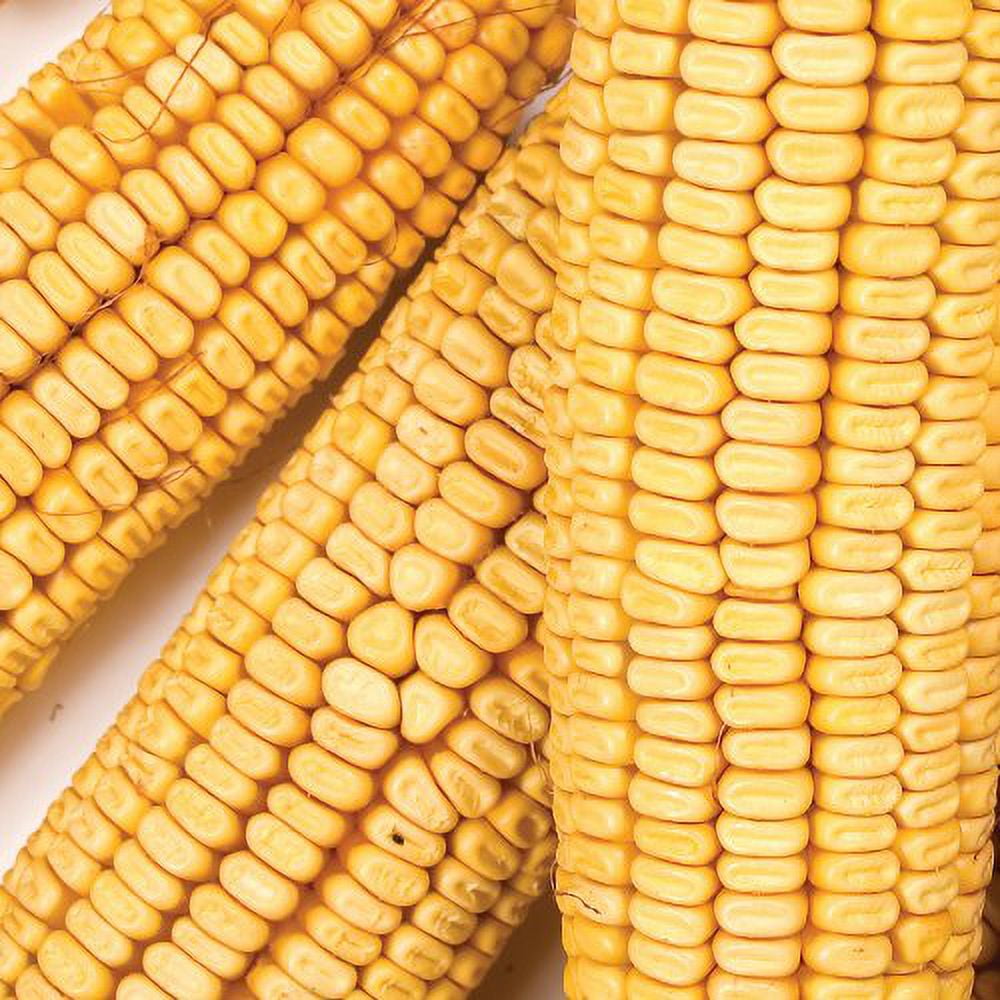 Wild Delight Wildlife Formula Corn on the Cob Food, 7lbs