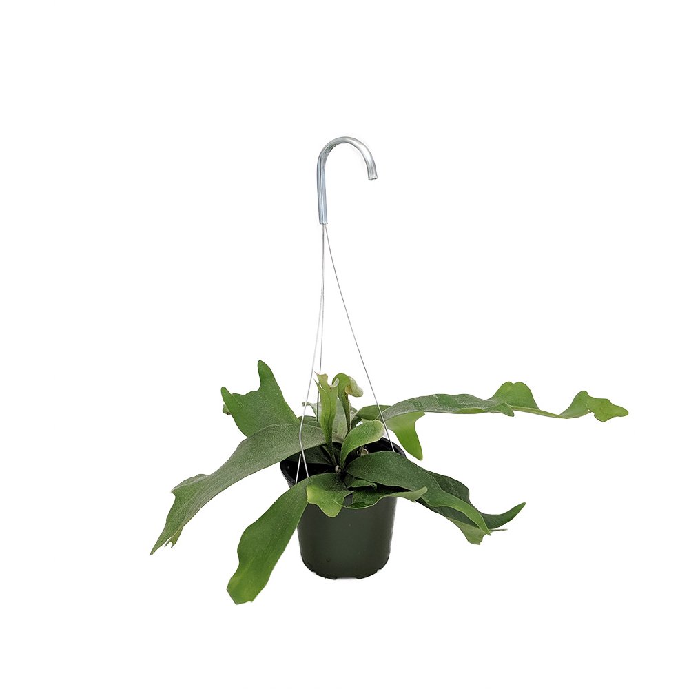 Staghorn Fern 4" Hanging Basket EXOTIC Platycerium