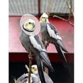 thumbnail image 1 of KVP Bird E-Collar, 3.25-3.5" Neck x 8" Outer Diameter, 1 of 4