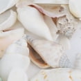 thumbnail image 4 of VONKY 200g/pack Natural Beach Shell&Conch Aquarium Fish Tank Landscaping Decoration, 4 of 6