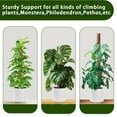 thumbnail image 3 of Debonair Moss Pole for Plants - 15 Inches (2 Pack) | Monstera Houseplant Stakes, Moss Poles for Garden, Coir Totem Sticks, 3 of 7