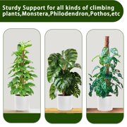 Debonair Moss Pole for Plants - 17 Inches (2 Pack) | Monstera Houseplant Stakes, Moss Poles for Garden, Coir Totem Sticks