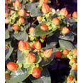 thumbnail image 2 of Pumpkin St. Johns Wort, 2 of 2