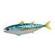 thumbnail image 2 of Conjunto de modelos realistas CUTICAT Figuras de acción de peces Juguetes educativos, 2 of 8