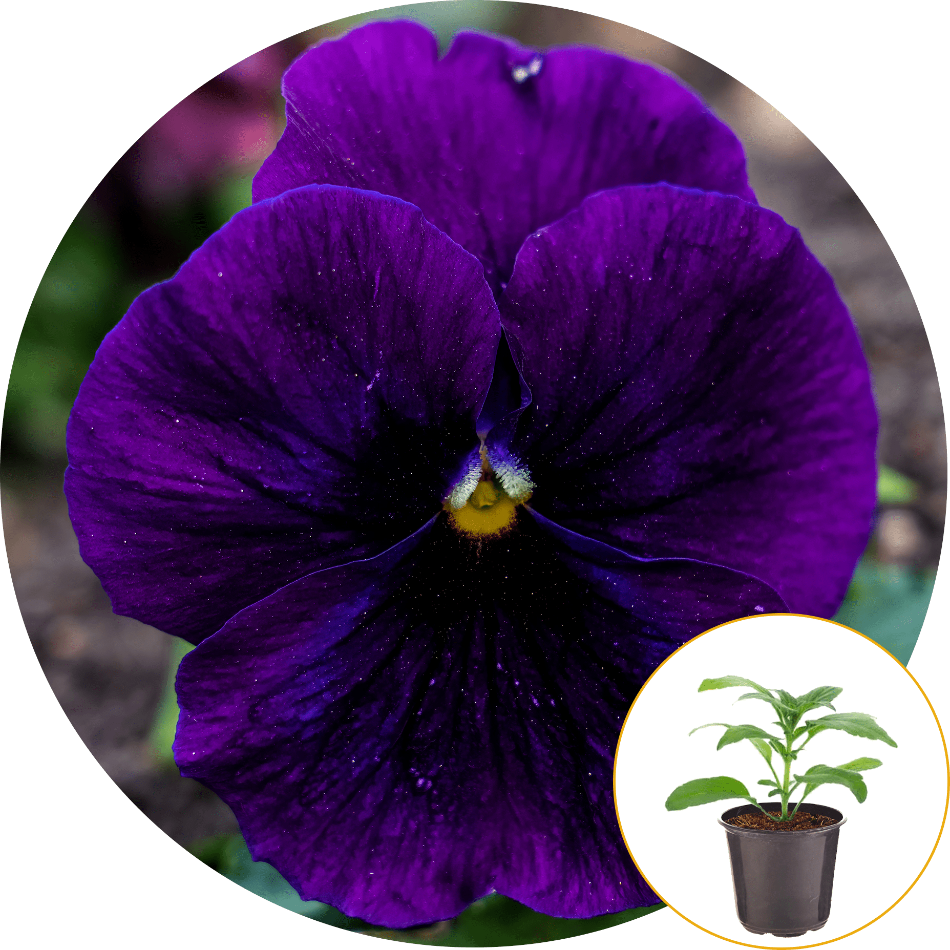 Ferry-Morse Plantlings Pansy Matrix Purple Live Plants 4in. Pot, 2 Pack