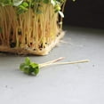 thumbnail image 4 of Handy Pantry Bulk Organic Buckwheat Sprouting Seed - 25 Lbs - Unhulled - Organic - Gardening, Growing Salad Greens, Sprouts & Food Storage - Buck Wheat Sprout, 4 of 5