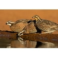 thumbnail image 2 of Ditto, Larry 18x13 White Modern Wood Framed Museum Art Print Titled - Northern Bobwhite-Colinus virginianus-drinking, 2 of 4