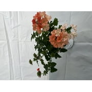 Proven Winner 1.56 PT Multicolor Verbena (1 pack) PW pot