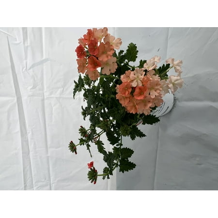 Proven Winner 1.56 PT Multicolor Verbena (1 pack) PW pot