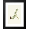 thumbnail image 2 of Mary Vaux Walcott 14x18 Black Modern Framed Museum Art Print Titled - Lyall Larch. Larix Lyallii (1925), 2 of 5