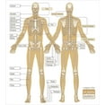 thumbnail image 3 of Ambesonne Anatomy Duvet Cover Set, Human Skeleton System, Queen, White Tan, 3 of 6